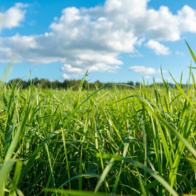 TRAVNA MEŠANICA AGROSAAT 9