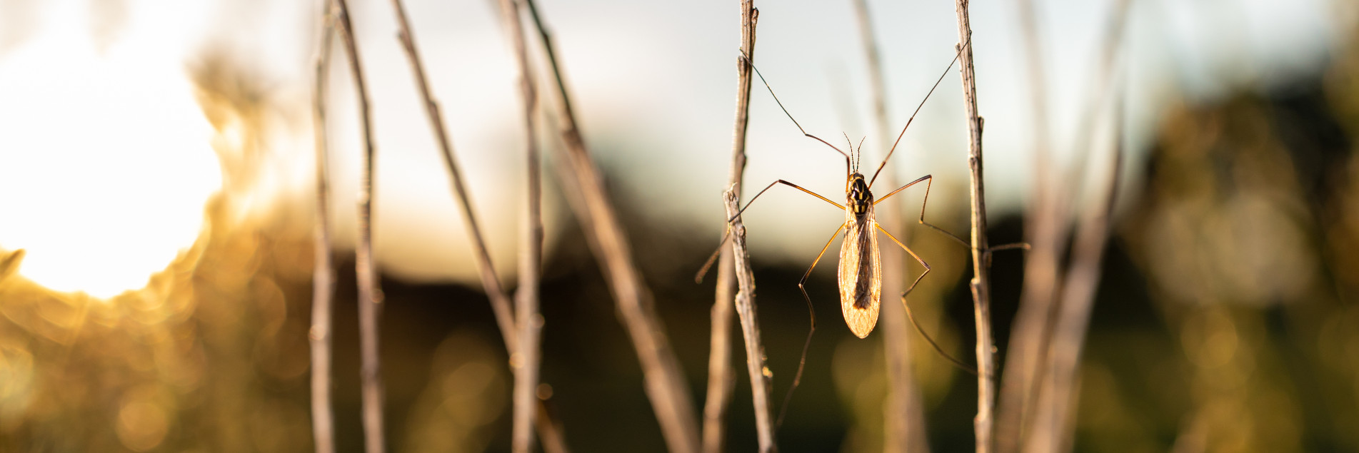 repelenti-insektov-banner-topdom